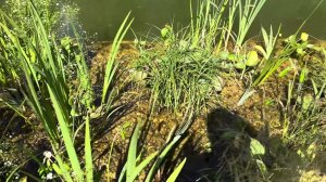 Уход и очистка биоплато, проектирование пруда и подводящих водопроводов немного о прудовых растениях