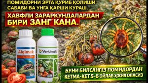 ПОМИДОРНИ ЭРТА ҚУРИБ ҚОЛИШИ САБАБИ ВА УНГА ҚАРШИ КУРАШ. ХАВФЛИ ЗАРАРКУНДАЛАРДАН БИРИ ЗАНГ КАНА