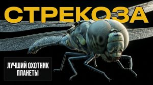 СТРЕКОЗА - КПД УБИЙЦЫ - 1000%: ЭТИХ НОВЫХ ФАКТОВ МЫ ТОЧНО НЕ ЗНАЕМ О НЁЙ