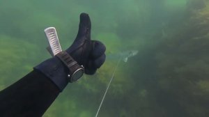 Подводная охота в Чёрном море. Лобан