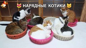 Нарядные Котики дома и на солнышке 🌞 🐈🐈🐈 (4)