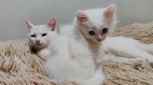 Мама-кошка кормит своего котенка грудью. Котенок Микки уже большой, ну, по крайней мере, пока его ко