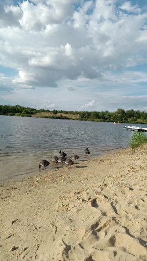 уточки