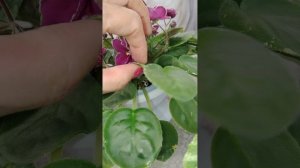 Фиалки у Алисы....