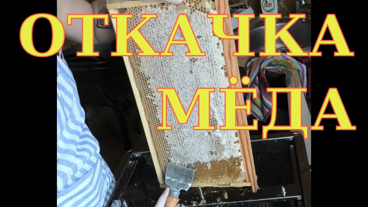Откачка мёда. Как откачать мед?