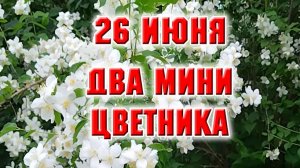 26 июня. Два мини цветника. Что растет?