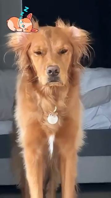 СОБАКА ПРОСНУЛАСЬ ОТ ГЛУБОКОГО СНА 😂 Этот момент бесценен 🐕 Угар 2026