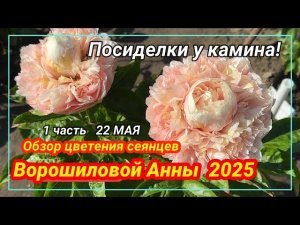 Посиделки у камина. Обзор цветения сеянцев пионов Ворошиловой! Часть 1 / Сад Ворошиловой