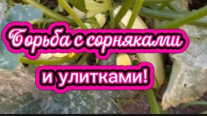 Борьба с сорняками и улитками. 🐌