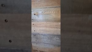 1000062915.mp4 (Собака смотрит на поступивший настенный газовый котёл в доме А-фрейм)