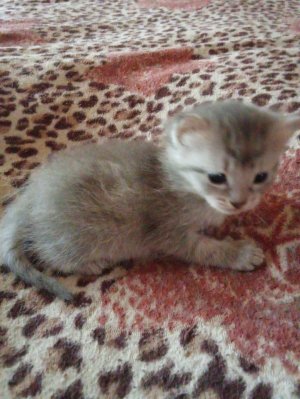 котики