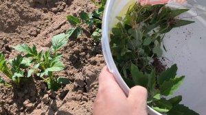 Прополка картофеля: как мы чистили огород два дня (и что нам помешало)