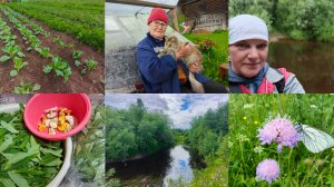 С утра блины,капусту пропололи,в лес за грибами,а принесла Иван чай.