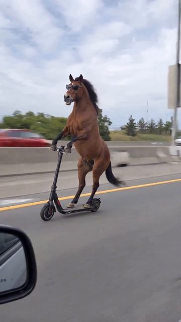horse😎 смотреть онлайн