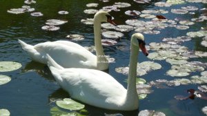 Ophelia Wilde - Oh to be a swan in the lake