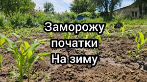 Мой огород поливаю кукурузу