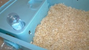 Новая КЛЕТКА для ХОМЯКА TRIOL / ПОДАРОК хомяку Куки к Новому году / Алиса Изи Петс / Alisa Easy Pets