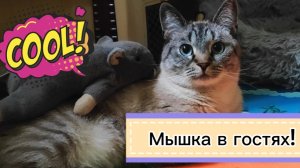 😎👍🤟Мышка в гостях у Акселя😹😛🤗