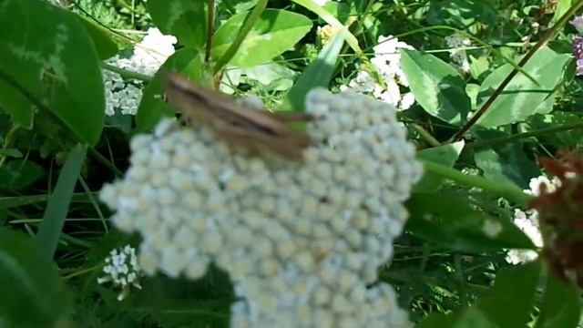 Так наверное в Раю (смотри и слушай)🕊