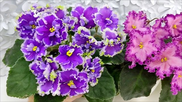 Фиалки НД-Цветок Сирени и Nik-Любовный Напиток