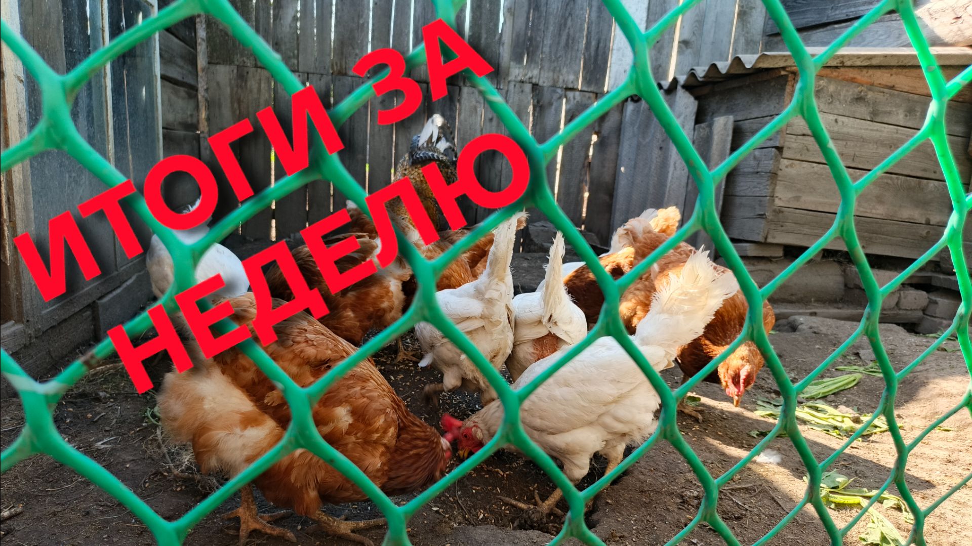 Жизнь в деревне Итоги по сбору яиц за неделю смотреть онлайн