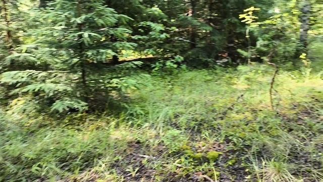 В Лес за Грибами,🍄 села на хвоста, Моя Жизнь в Деревне 28-06-2026 смотреть онлайн