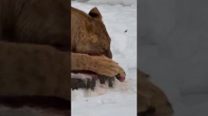 УРА! Вот РАДОСТЬ для ШЕРХАНА! Минский зоопарк