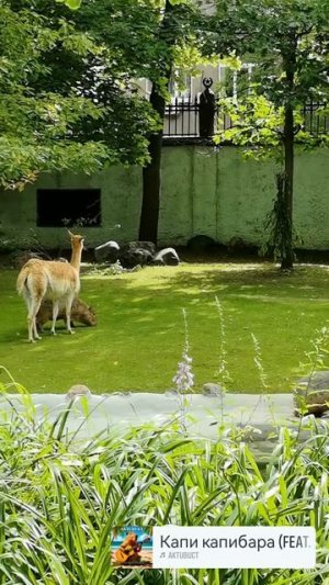Мы такие разные, но это не мешает нашей дружбе 🦫🦙