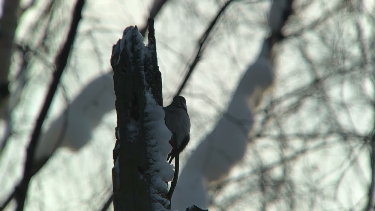 4K Птицы России. Бёрдвотчинг. Birdwatching. Дигископинг. Digiscoping. смотреть онлайн