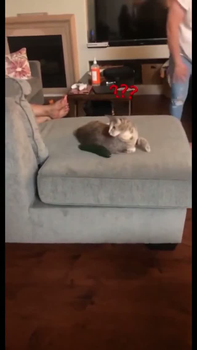Кошки и огурцы