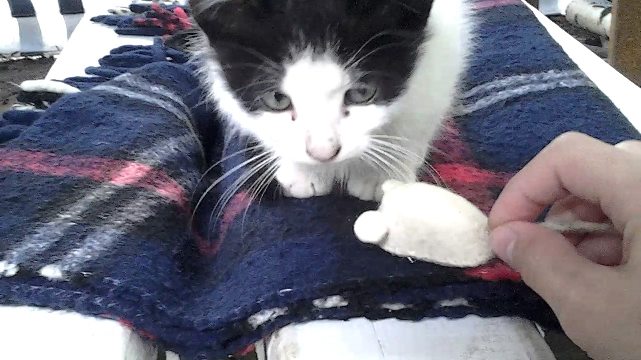 Котята у нас на даче смотреть онлайн