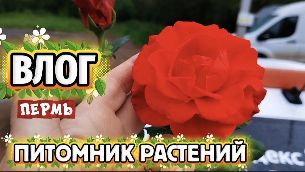ВЛОГ"Съездила в питомник растений 🌱!)🌹🌹🌹🤗❤ смотреть онлайн