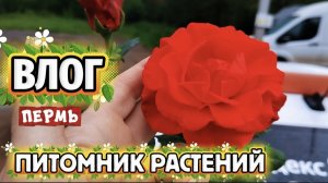 ВЛОГ«Съездила в питомник растений 🌱!)🌹🌹🌹🤗❤