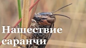 ЛНР охватило массовое нашествие саранчи/ События недели