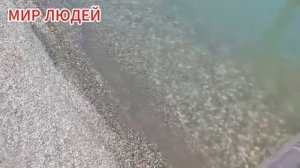 Ядовитый цвет счастья
