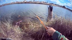 Сегодня вечером порыбачил на поплавок🎣 Маховая удочка 5,40 метров. Поплавок 1,5 грамма.