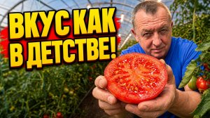 Помидоры пресные как трава Как вернуть вкус урожаю?