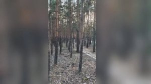 белый гриб
