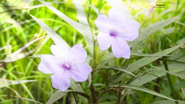 Букет сирени- слова-Любови Малининой-Фоменко, мастеринг.клипмейкер-Людмила Бурачевская.