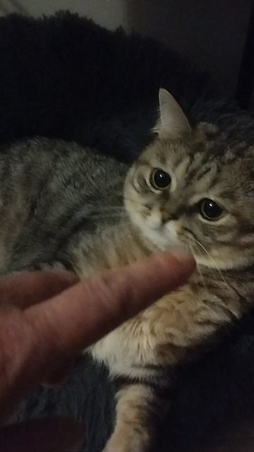 "КОШКИН ДВИЖ" Готовимся ко сну).