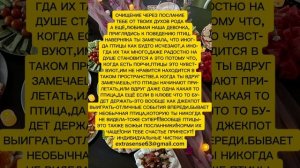 ОЧИЩЕНИЕ ЧЕРЕЗ ПОСЛАНИЕ
ТЕБЕ ОТ ТВОИХ ДУХОВ РОДА