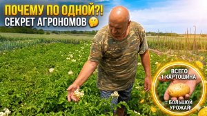 Почему мы сажаем картошку ПО ОДНОЙ в лунку? Секрет агрономов. Наш южный огород в июне!