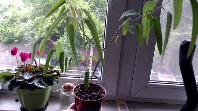 Обзор моих комнатных цветов на лоджии в июне 2020/ Комнатные растения /Flowers at home review смотреть онлайн