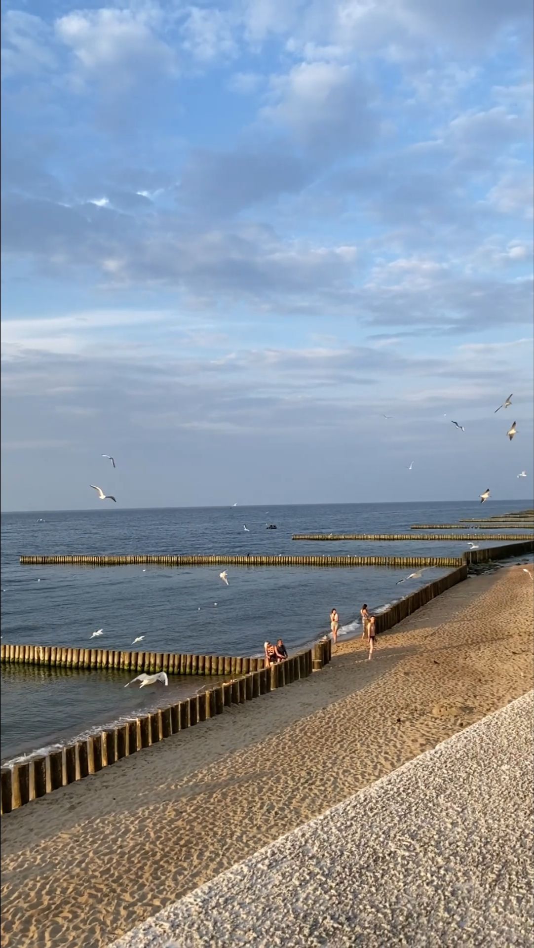 Чайки кружат над Балтикой (Seagulls circle over the Baltic Sea)