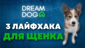С чего начать дрессировку щенка? 3 золотых правила для послушной собаки в будущем