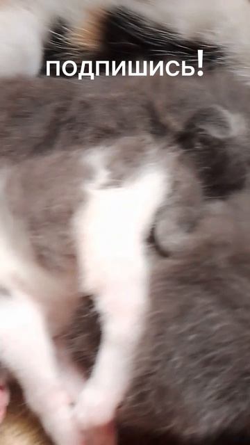 котята!