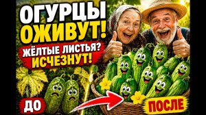 🥇 ЖЁЛТЫЕ ЛИСТЬЯ ИСЧЕЗНУТ! Простое средство за копейки! После этой подкормки огурцы завалят урожаем