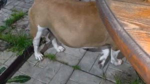 СОБАЧИЙ ВЕЧЕР:))
