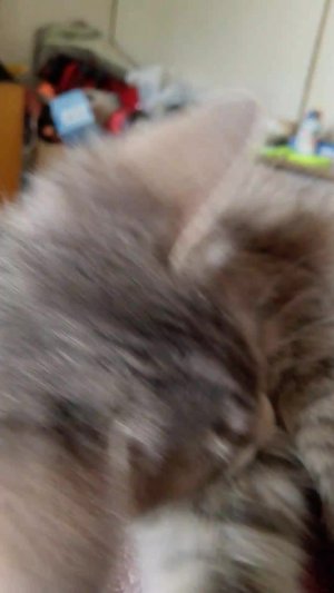 котики