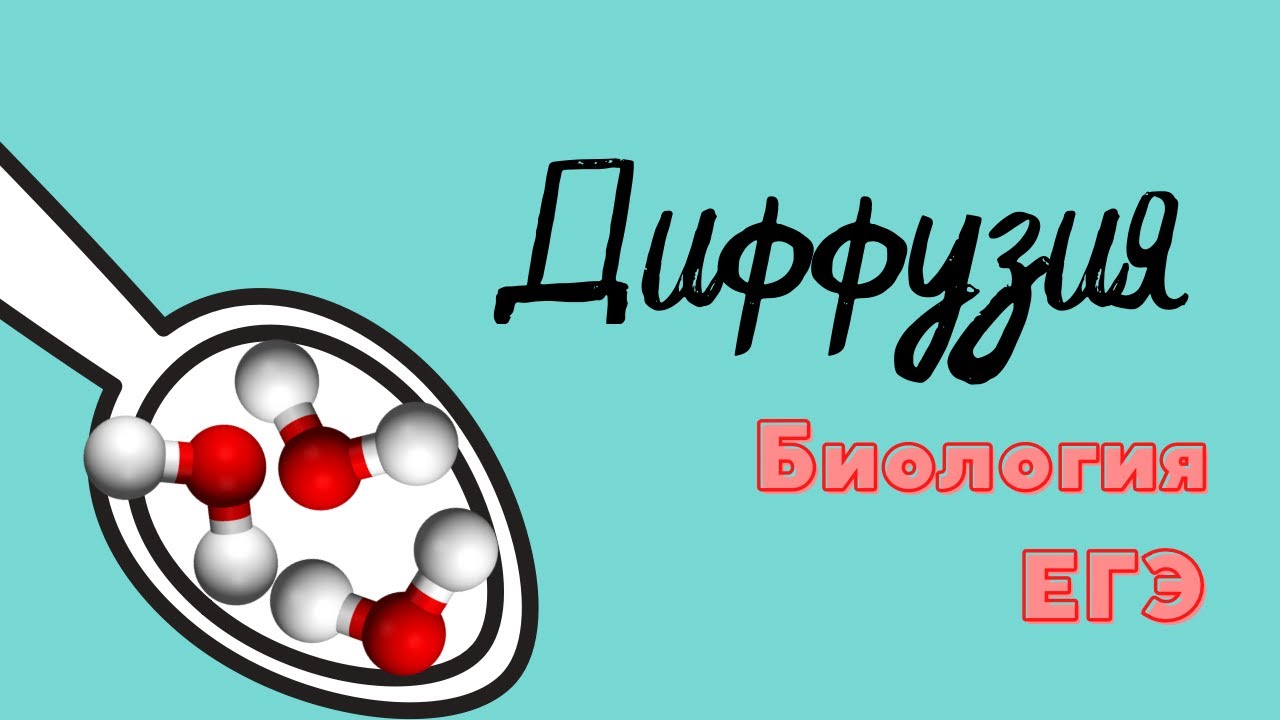 Диффузия I Биология ЕГЭ I Биоложка смотреть онлайн